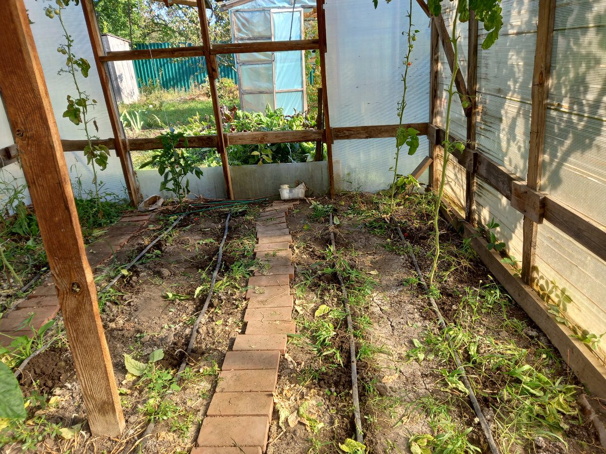 Експерти розповіли, як правильно обробляти теплицю восени для кращої врожайності рослин