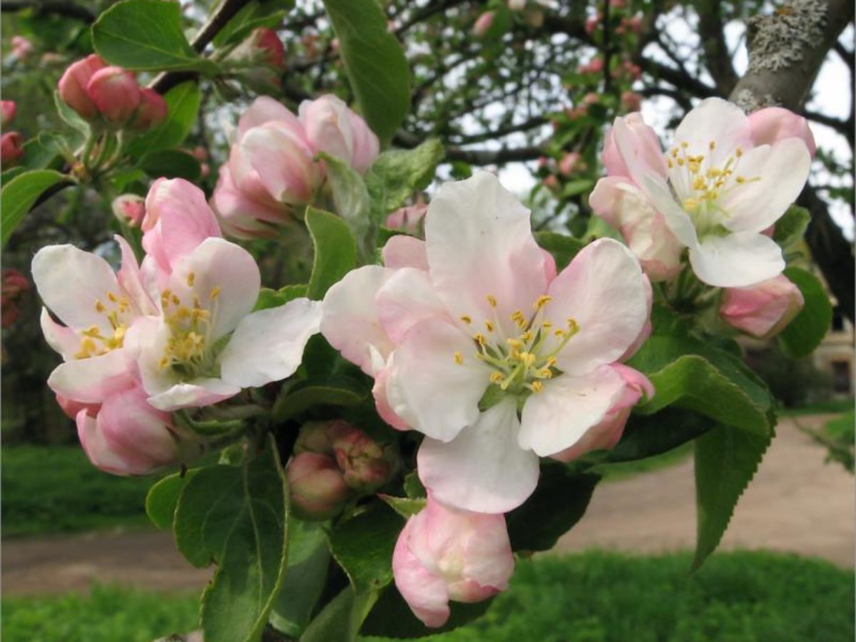 Експерти розповіли, як покращити стан яблуні та підвищити врожайність дерева восени
