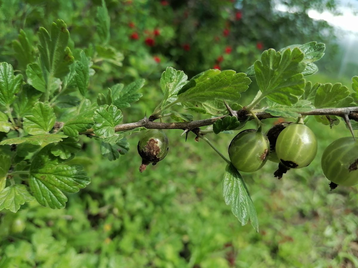 Садівники розповіли, як покращити смак ягід аґрусу на кущах – проста порада від експертів