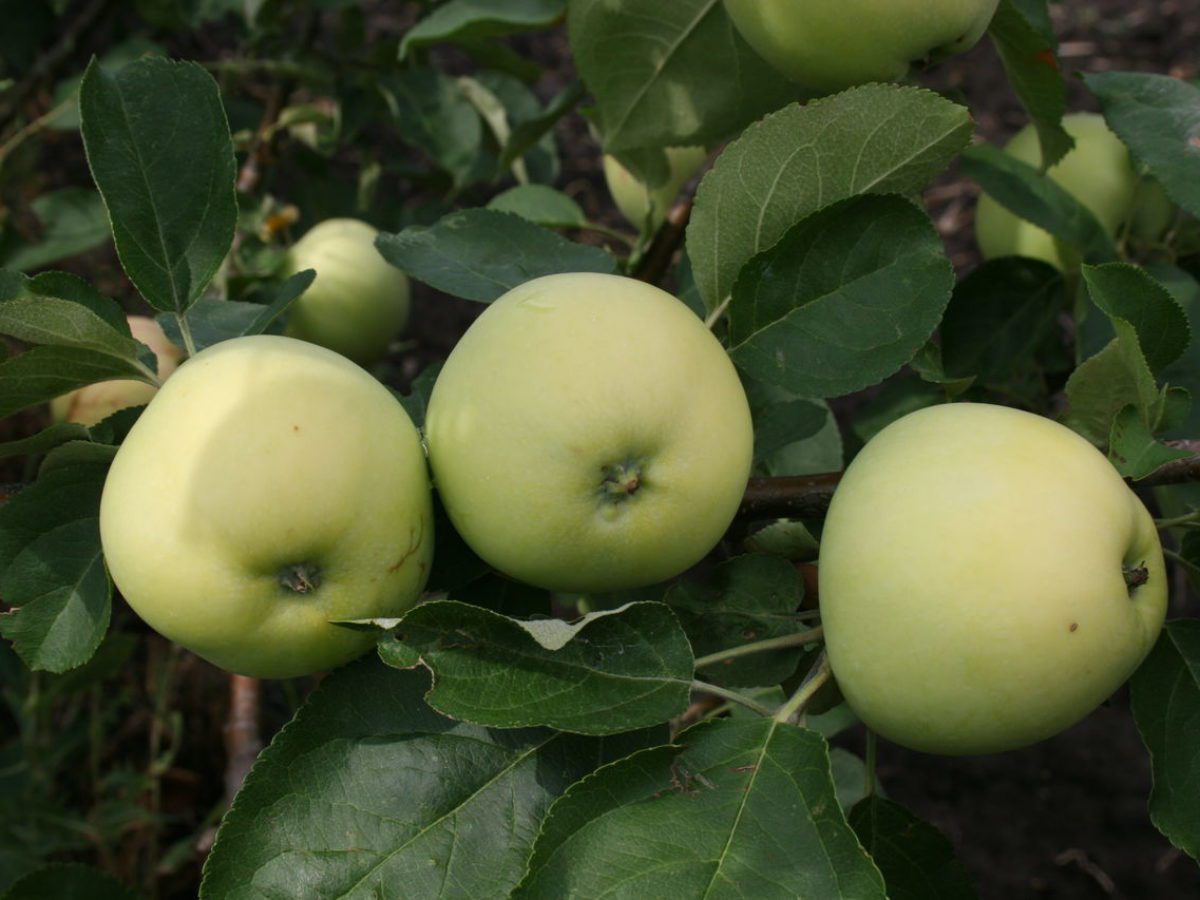 Експерти розповіли, як покращити стан яблуні та підвищити врожайність дерева восени
