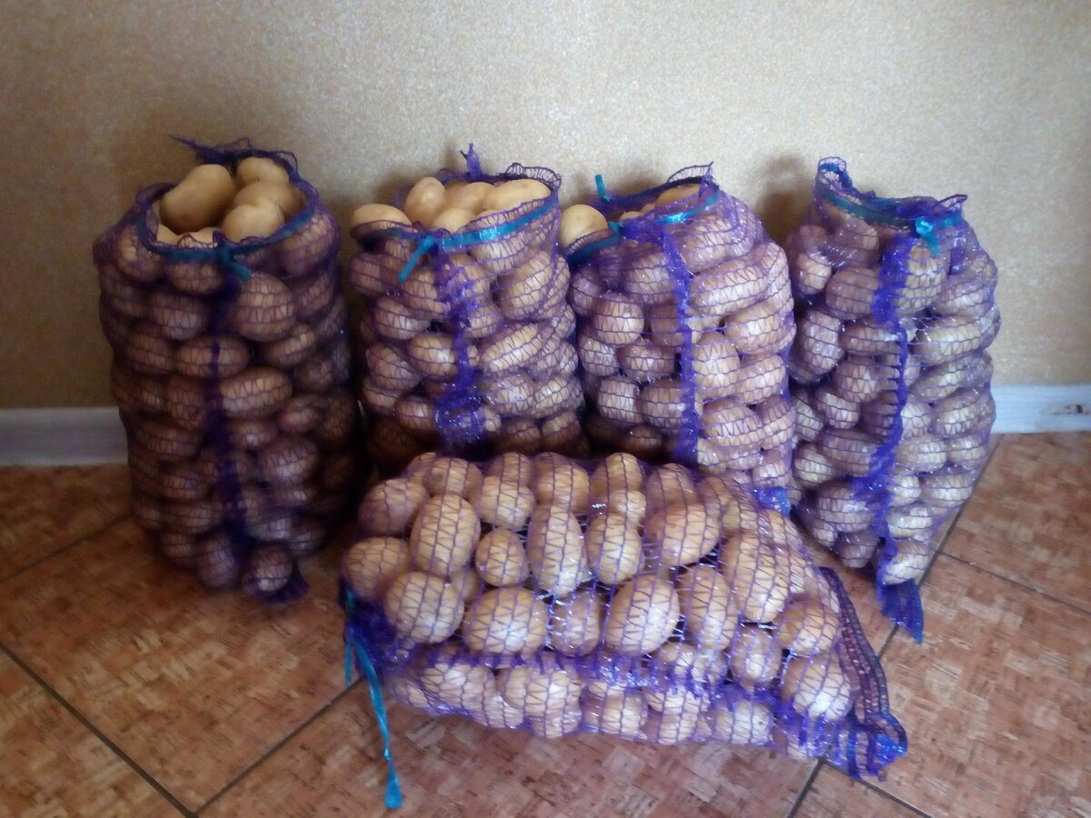 Експерти розповіли, як зберігати картоплю без проростання взимку – лежатиме до самої весни