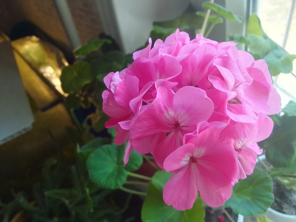 Експерти розповіли, які сорти герані найкраще ростуть у домашніх умовах у квартирі й будинку