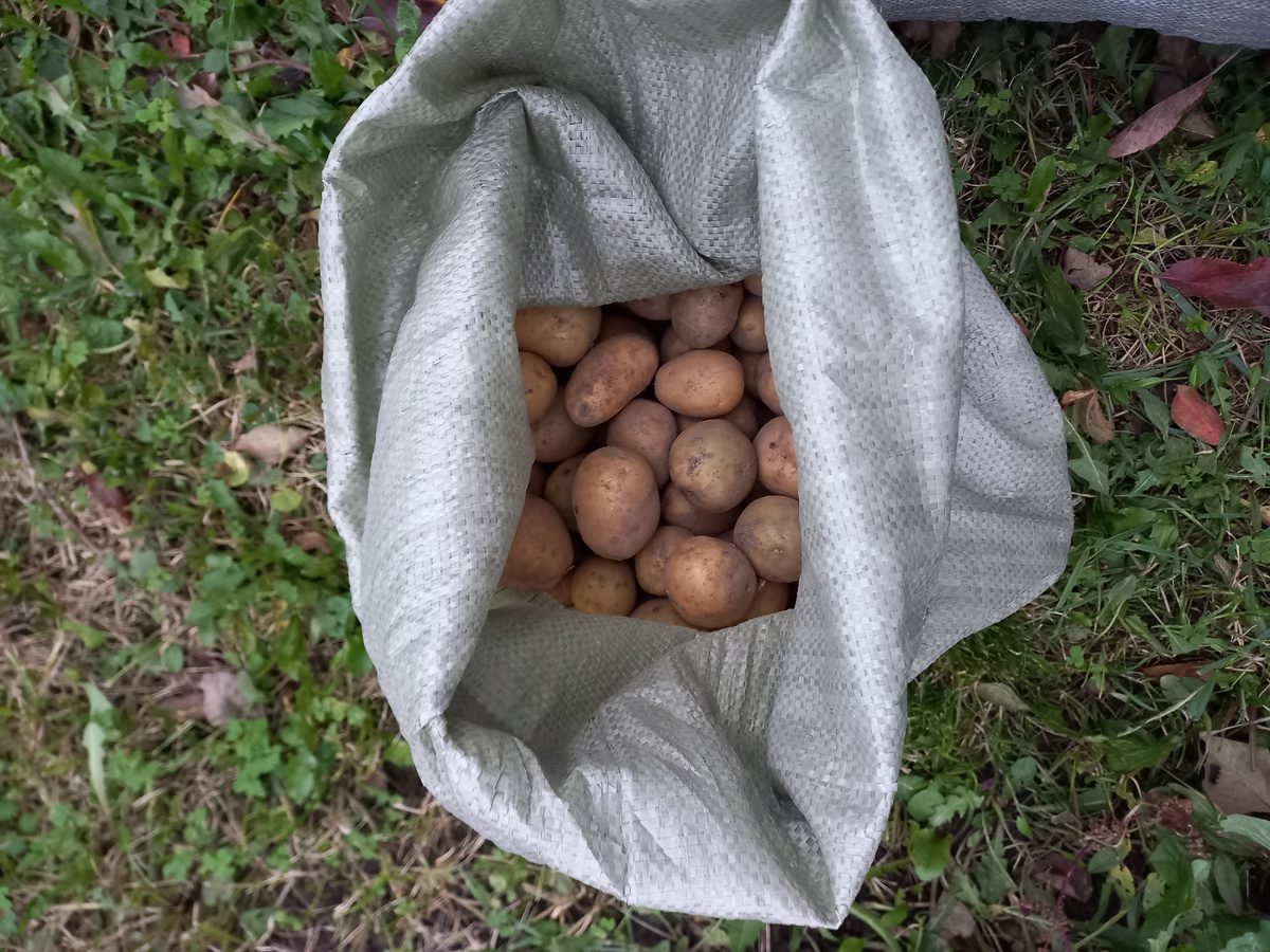 Як зберігати картоплю до 8 місяців Як зберігати картоплю до 8 місяців