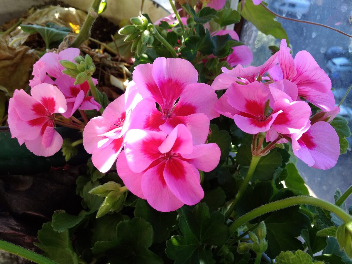 Експерти розповіли, які сорти герані найкраще ростуть у домашніх умовах у квартирі й будинку