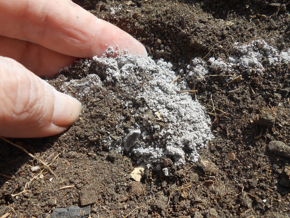 Експерти розповіли, який лайфхак допоможе відновити виснажений ґрунт на ділянці