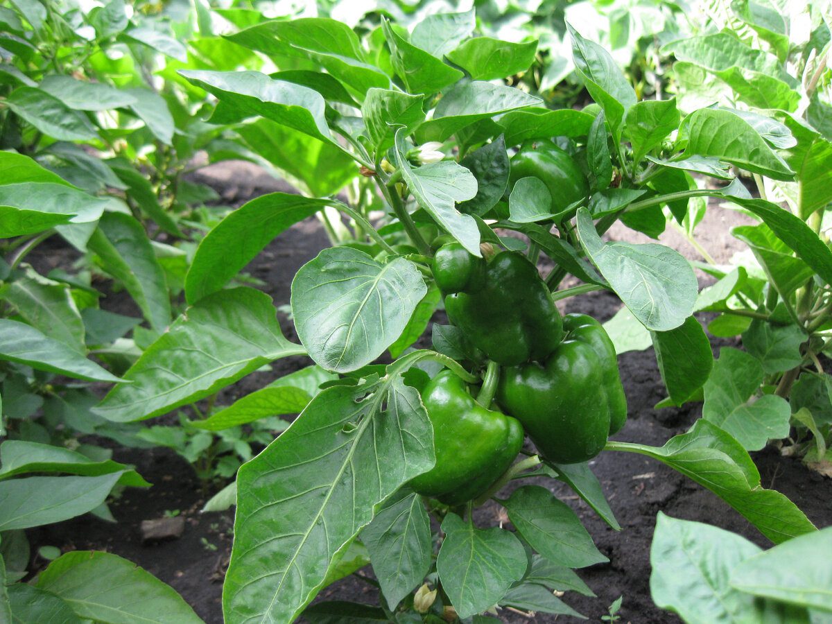 Експерти розповіли, яке добриво використати для покращення дозрівання болгарського перцю