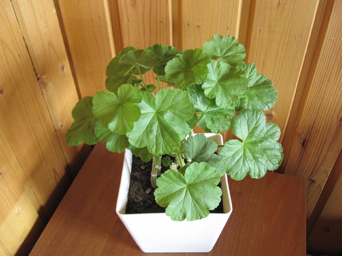 Експерти розповіли, як правильно обрізати герань восени для кращого та довшого цвітіння