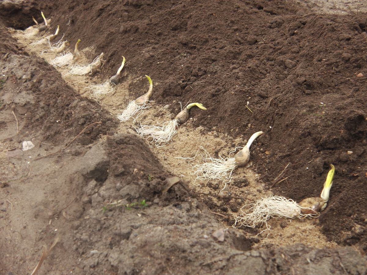 Експерти розповіли, як правильно обрати дату для посадки озимого часнику на грядці восени