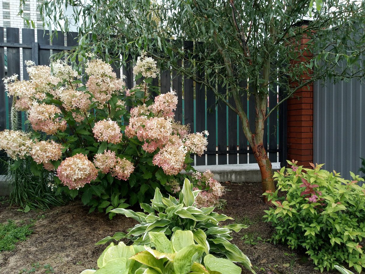 Експерти розповіли, як правильно обрізати гортензію восени, аби досягти пишного цвітіння