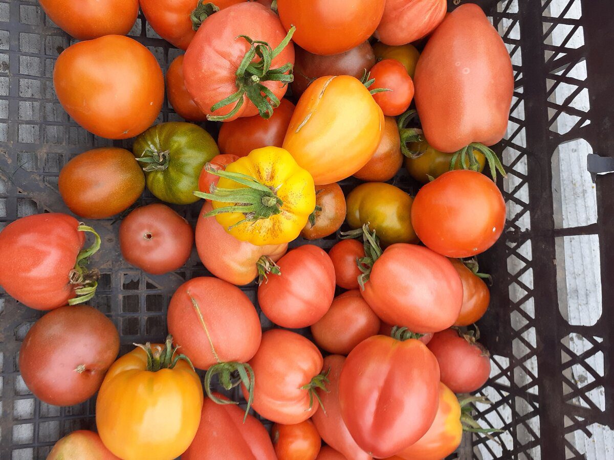 Експерти назвали найкращий спосіб допомогти помідорам дозріти, навіть якщо вони зелені