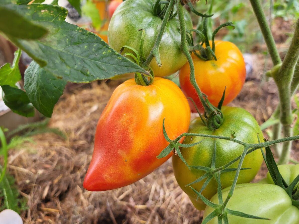Експерти розповіли, з яких сортів томатів вийде найсмачніша та найсоковитіша заготівля на зиму