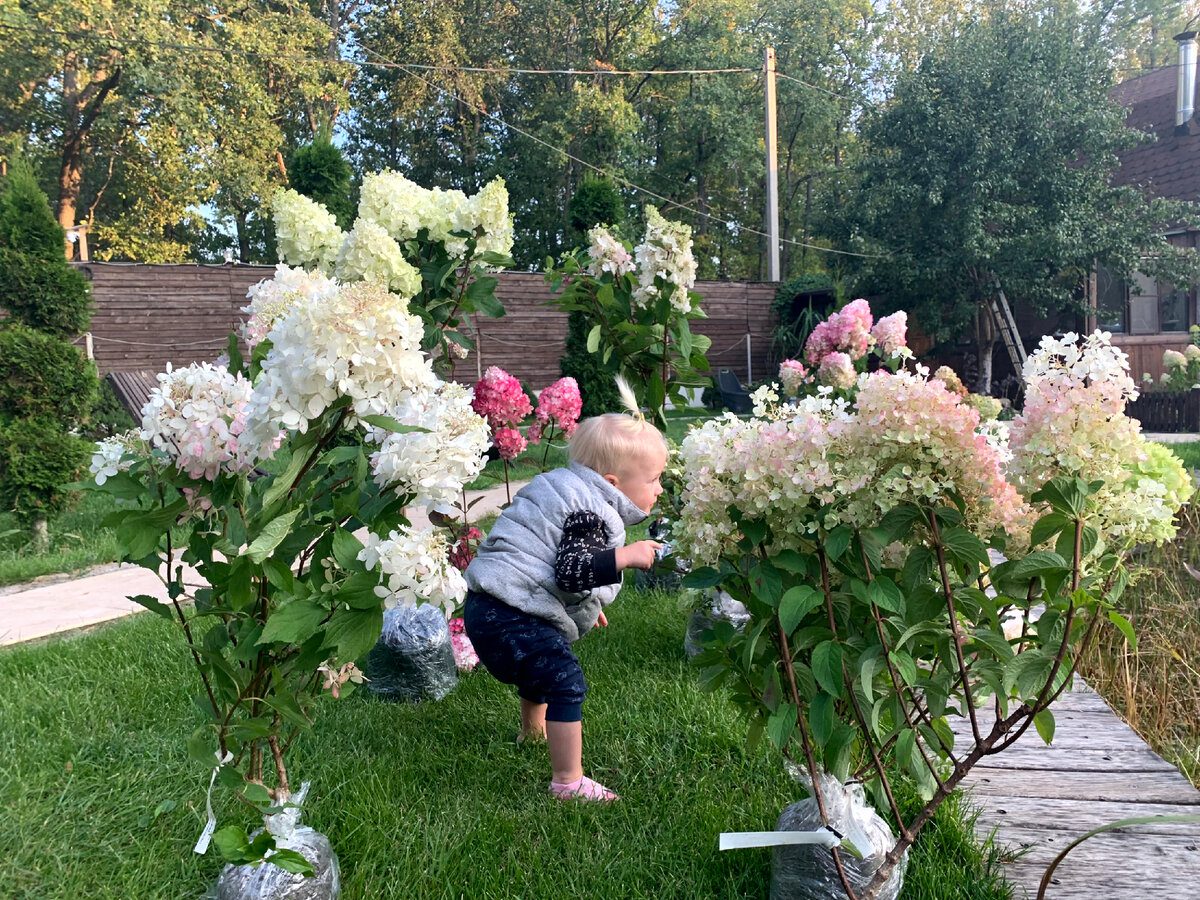 Експерти розповіли, як правильно обрізати гортензію восени, аби досягти пишного цвітіння