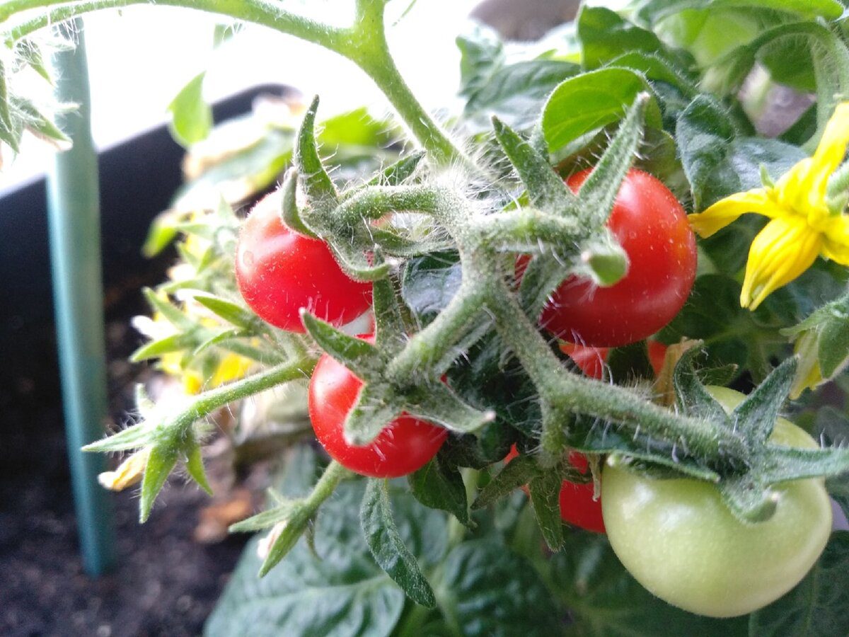 Експерти розповіли, з яких сортів томатів вийде найсмачніша та найсоковитіша заготівля на зиму