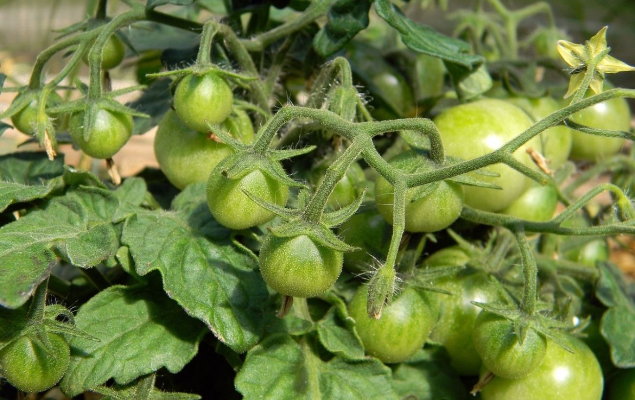 Експерти розповіли, з яких сортів томатів вийде найсмачніша та найсоковитіша заготівля на зиму