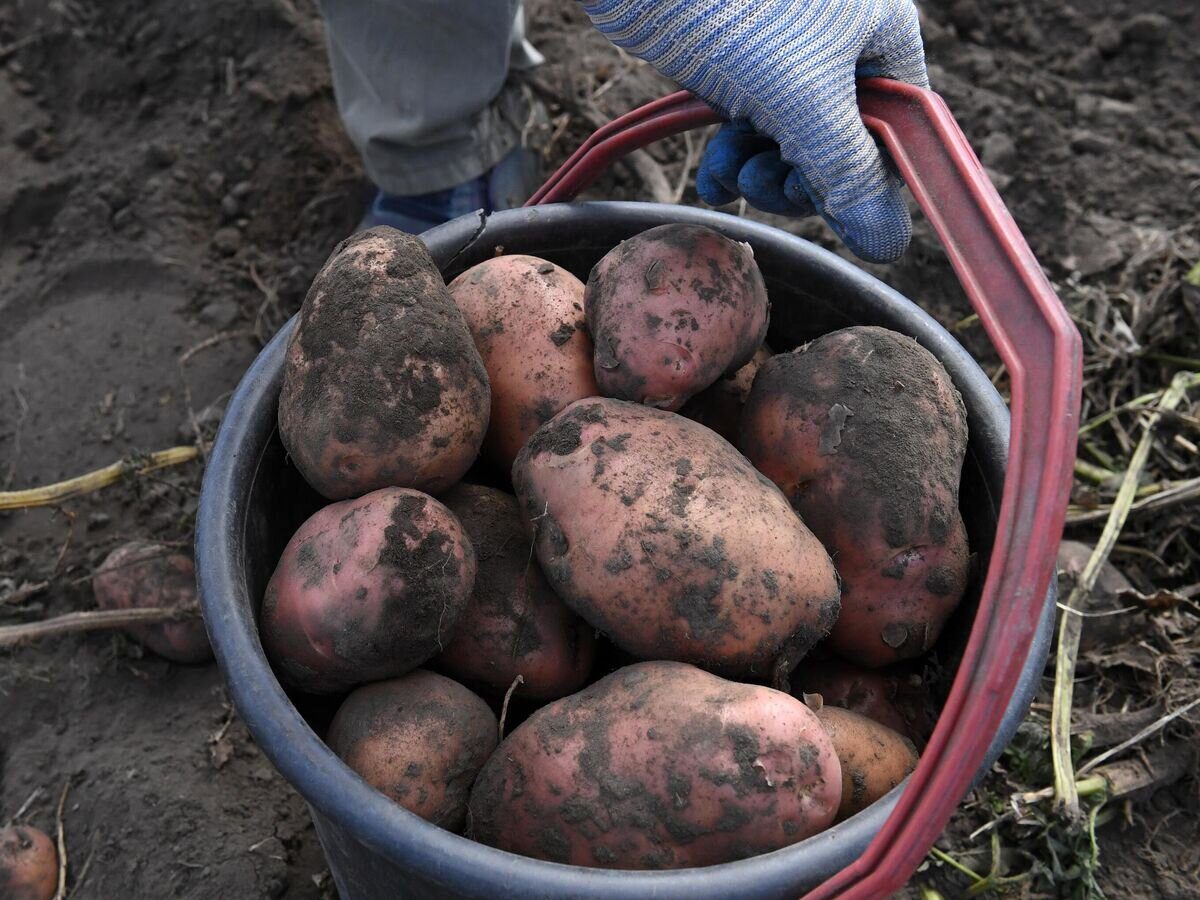 Експерти розповіли, які сорти картоплі найкраще підходять для вирощування у відкритому ґрунті
