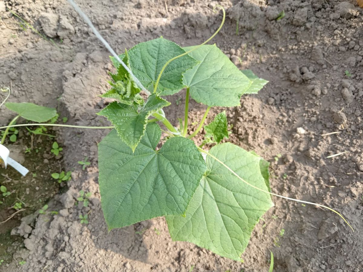 Експерти розповіли, як приготувати молочне добриво для покращення плодоношення огірків