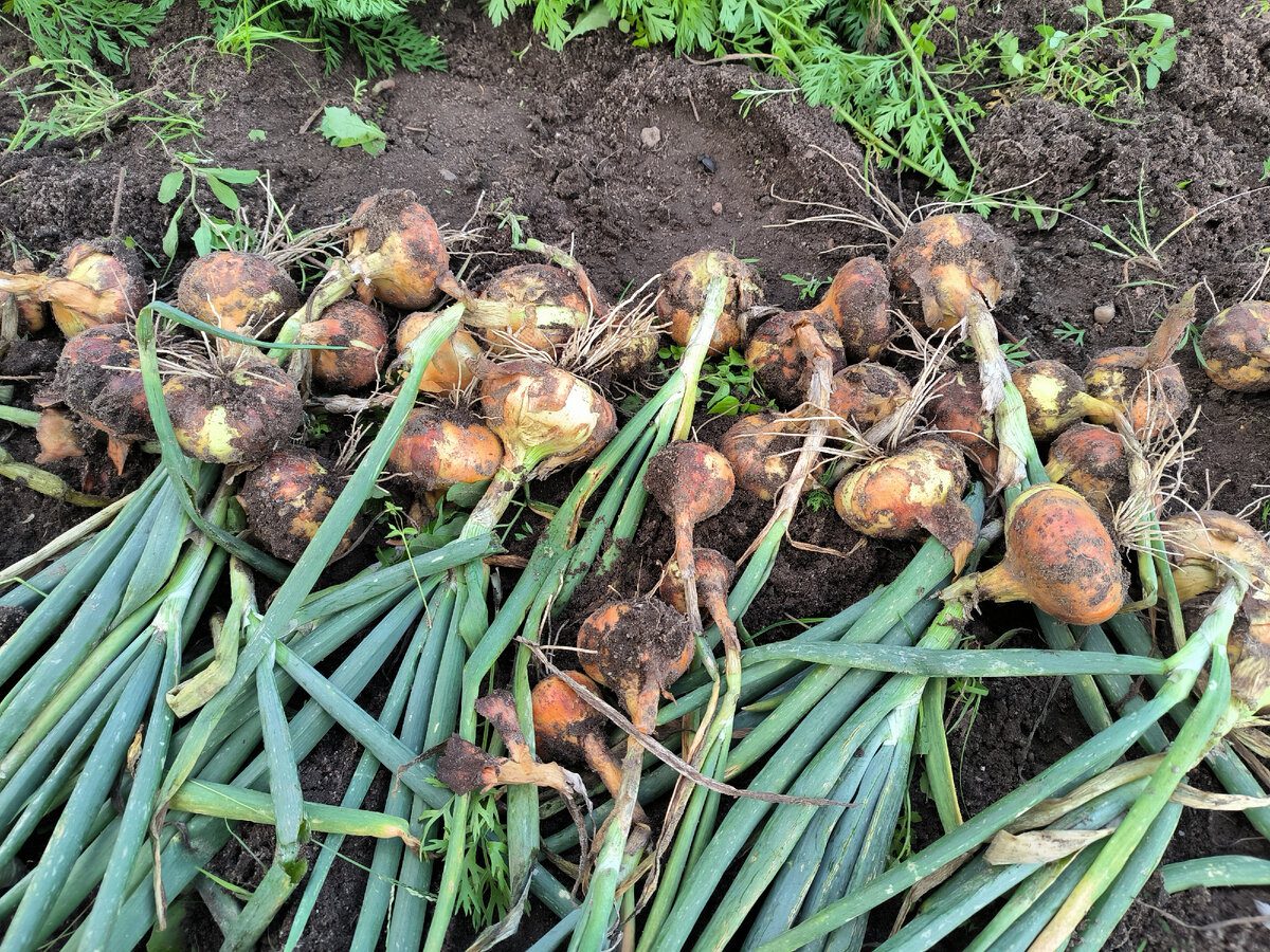 Експерти розповіли, коли правильно висаджувати озиму цибулю, аби зняти щедрий врожай