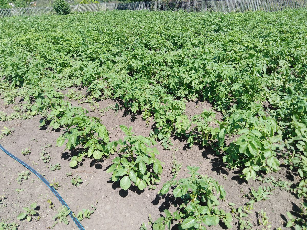 Експерти розповіли, які сорти картоплі найкраще підходять для вирощування у відкритому ґрунті