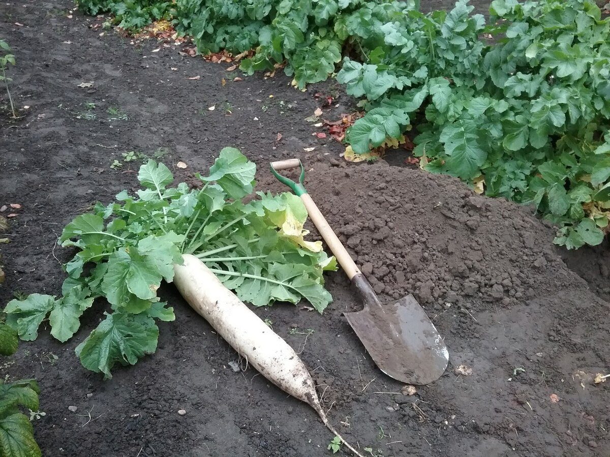 Експерти розповіли, як покращити структуру глинистої ділянки простими способами