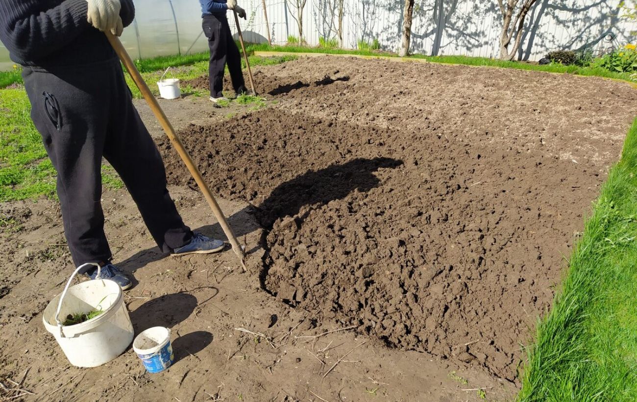 Як вивести колорадського жука з городу Як вивести колорадського жука з городу