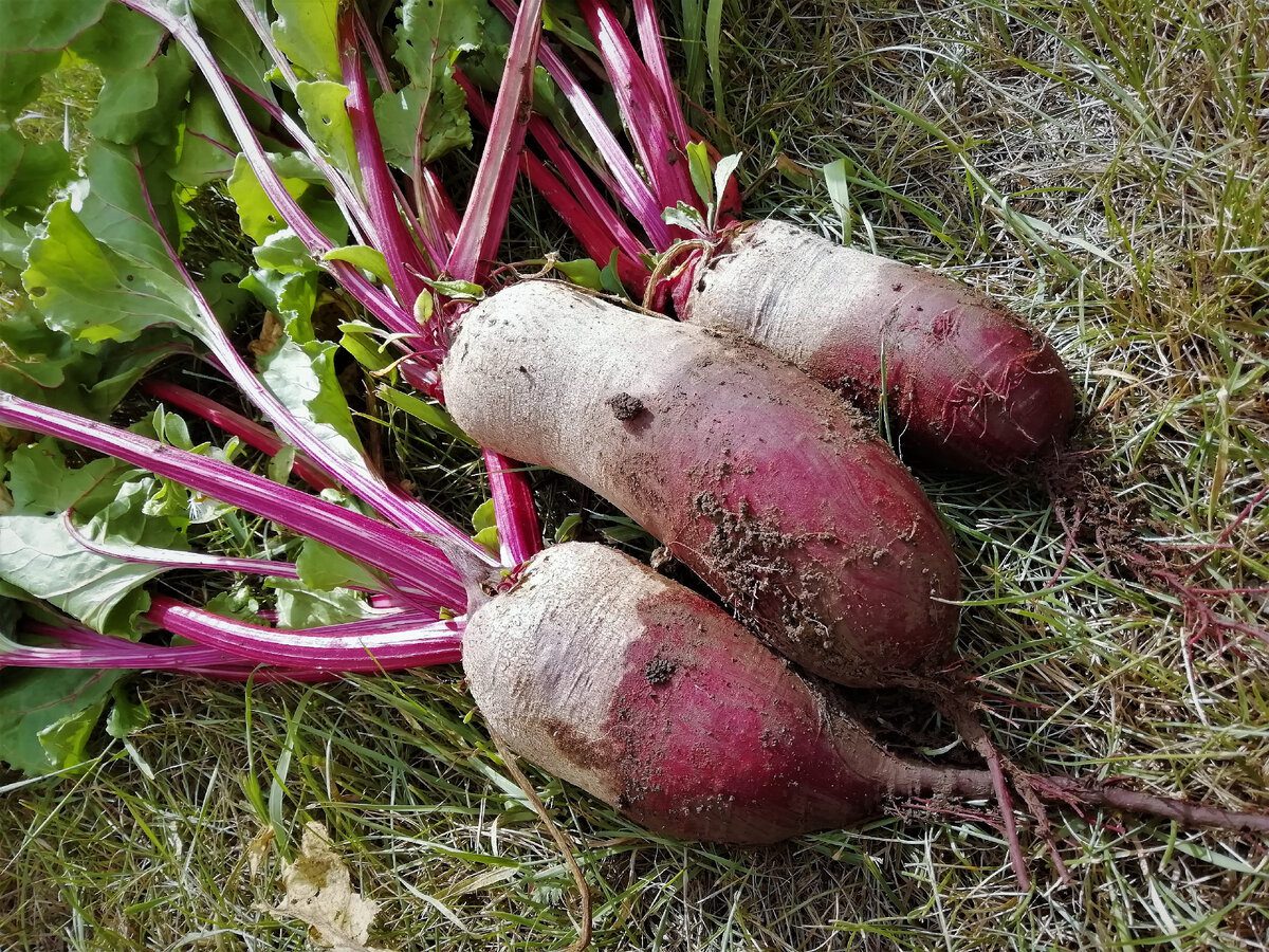 Експерти розповіли, як зберігати буряк до весни без псування – особливий метод, який працює