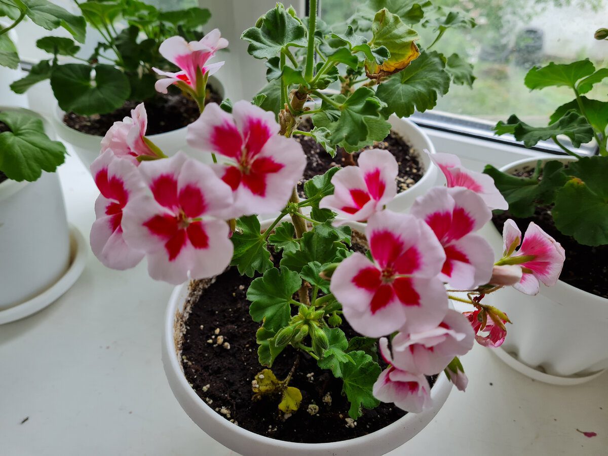 Експерти розповіли, як правильно обрізати герань восени для кращого та довшого цвітіння