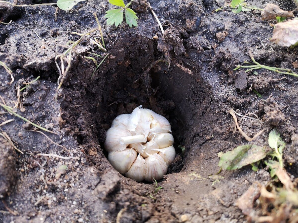 Експерти розповіли, як правильно обрати дату для посадки озимого часнику на грядці восени