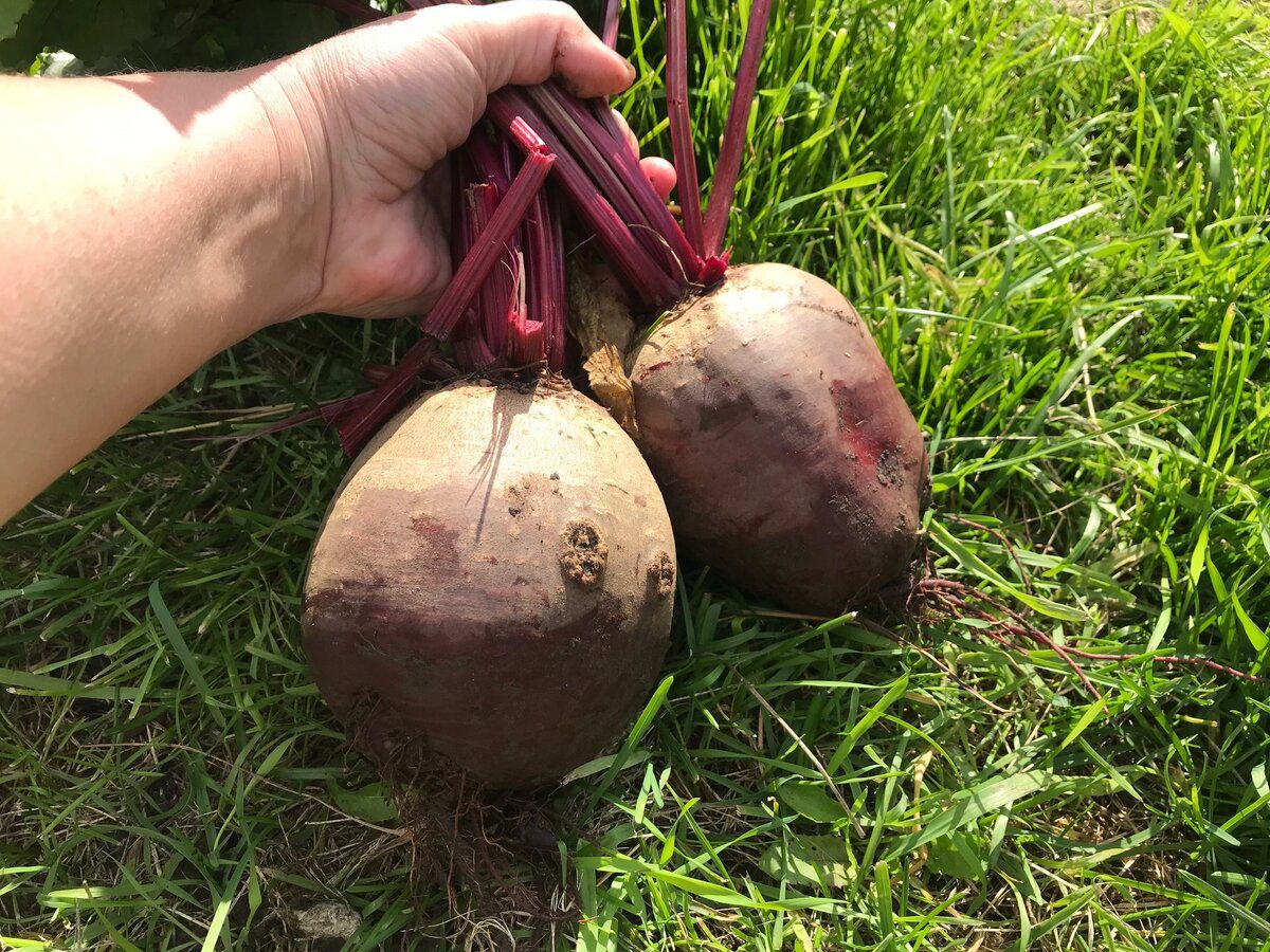 Як зберігати урожай буряка до пізньої весни