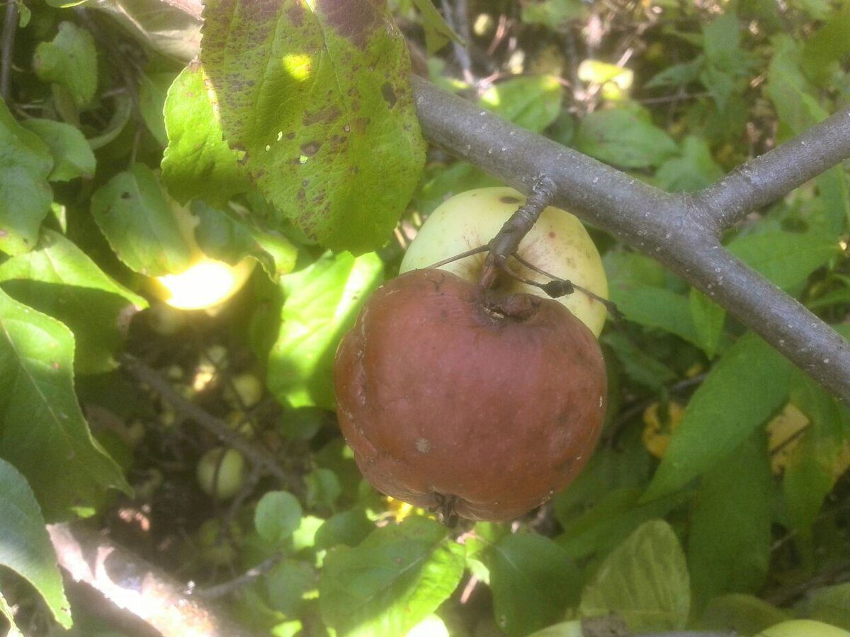 Експерти пояснили, чому яблука гниють прямо на дереві та що з цим робити