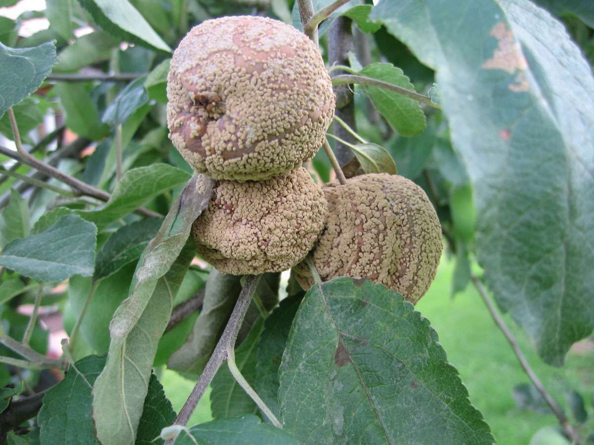 Експерти пояснили, чому яблука гниють прямо на дереві та що з цим робити