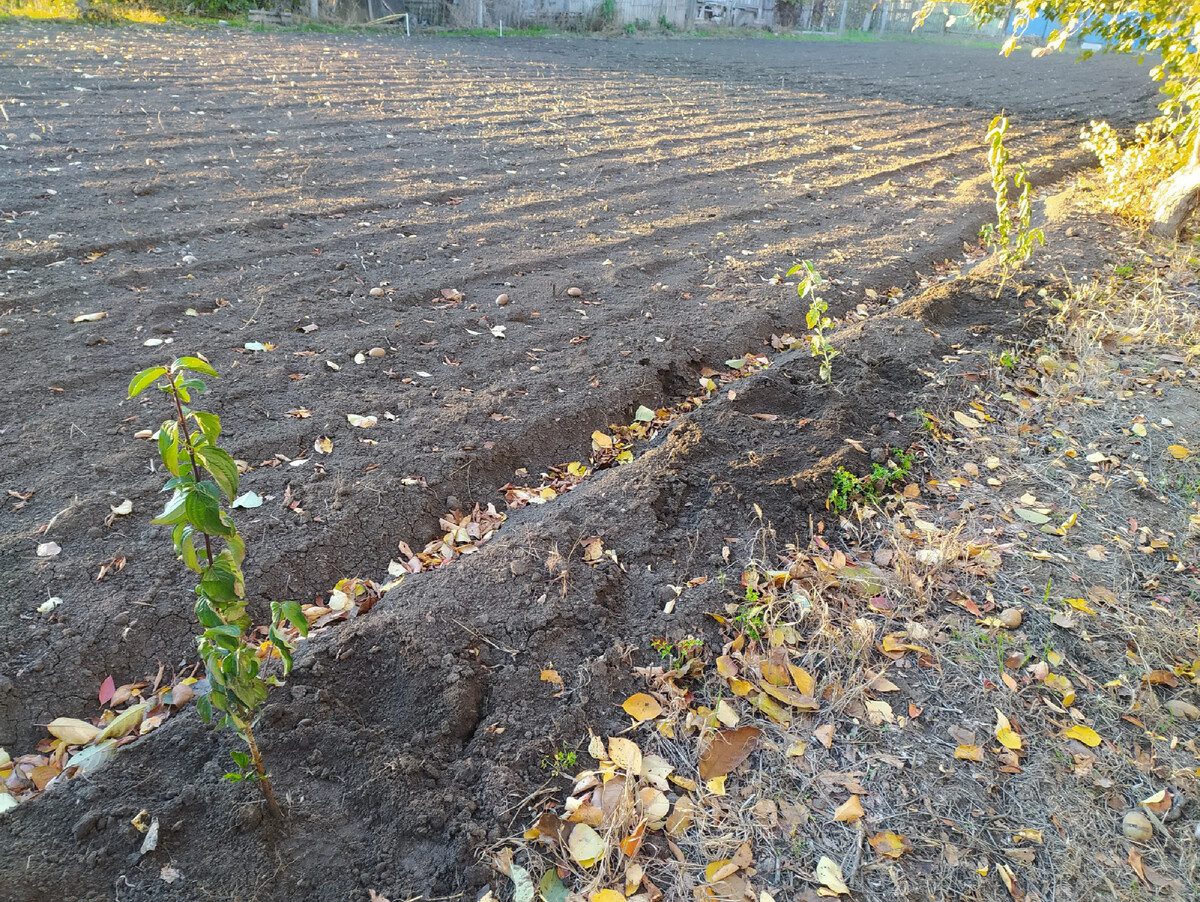 Експерти розповіли про важливу обробку восени, аби рівень кислотності ґрунту був ідеальним