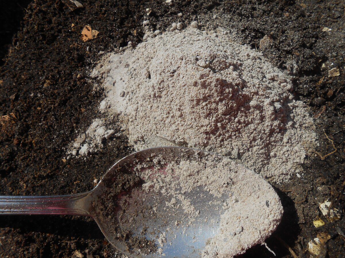 Як підживити яблуню восени