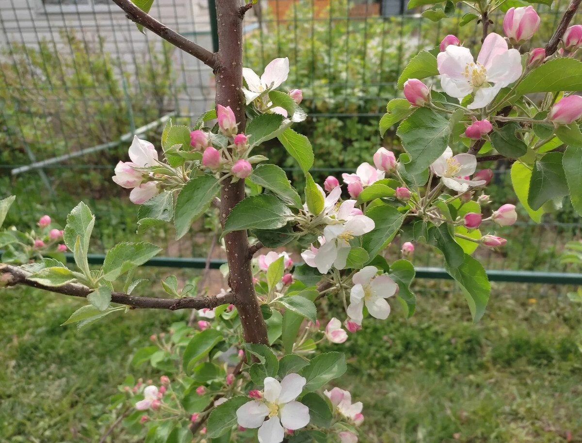 Як збільшити врожайність яблуні