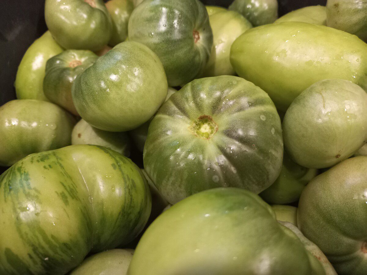 Експерти розповіли, які лайфхаки допомагають зеленим помідорам на грядці дозріти