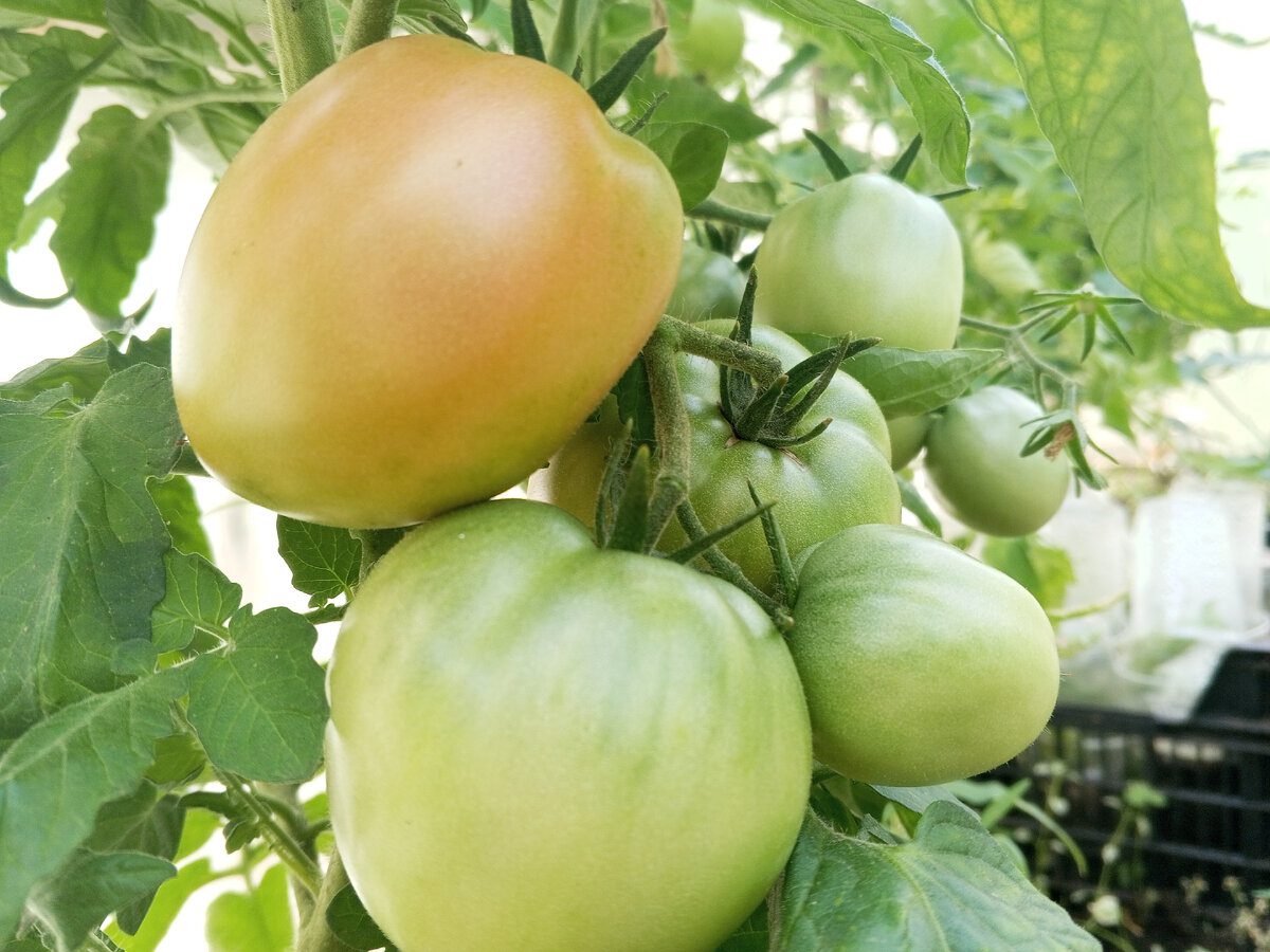 Експерти розповіли, які лайфхаки допомагають зеленим помідорам на грядці дозріти