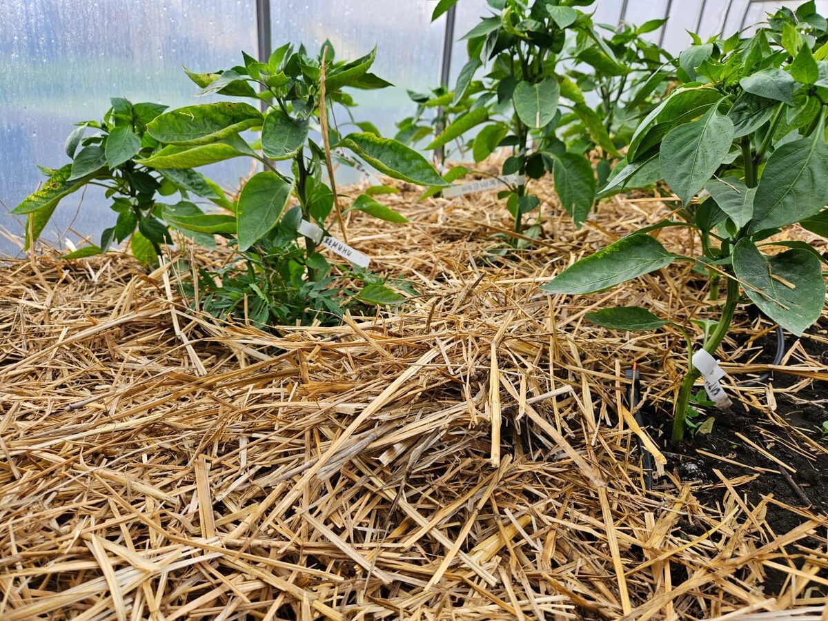 Чи треба перекопувати грядки на зиму Чи треба перекопувати грядки на зиму