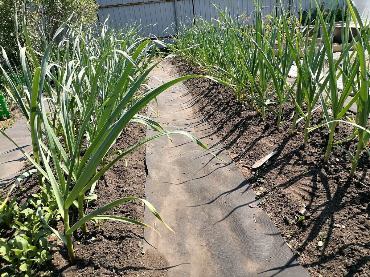 Найкращі дати посадки озимої цибулі та часнику