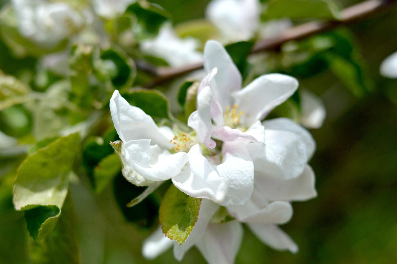 Садівники розповіли, яке добриво під яблуню найкраще допомагає збільшити кількість плодів