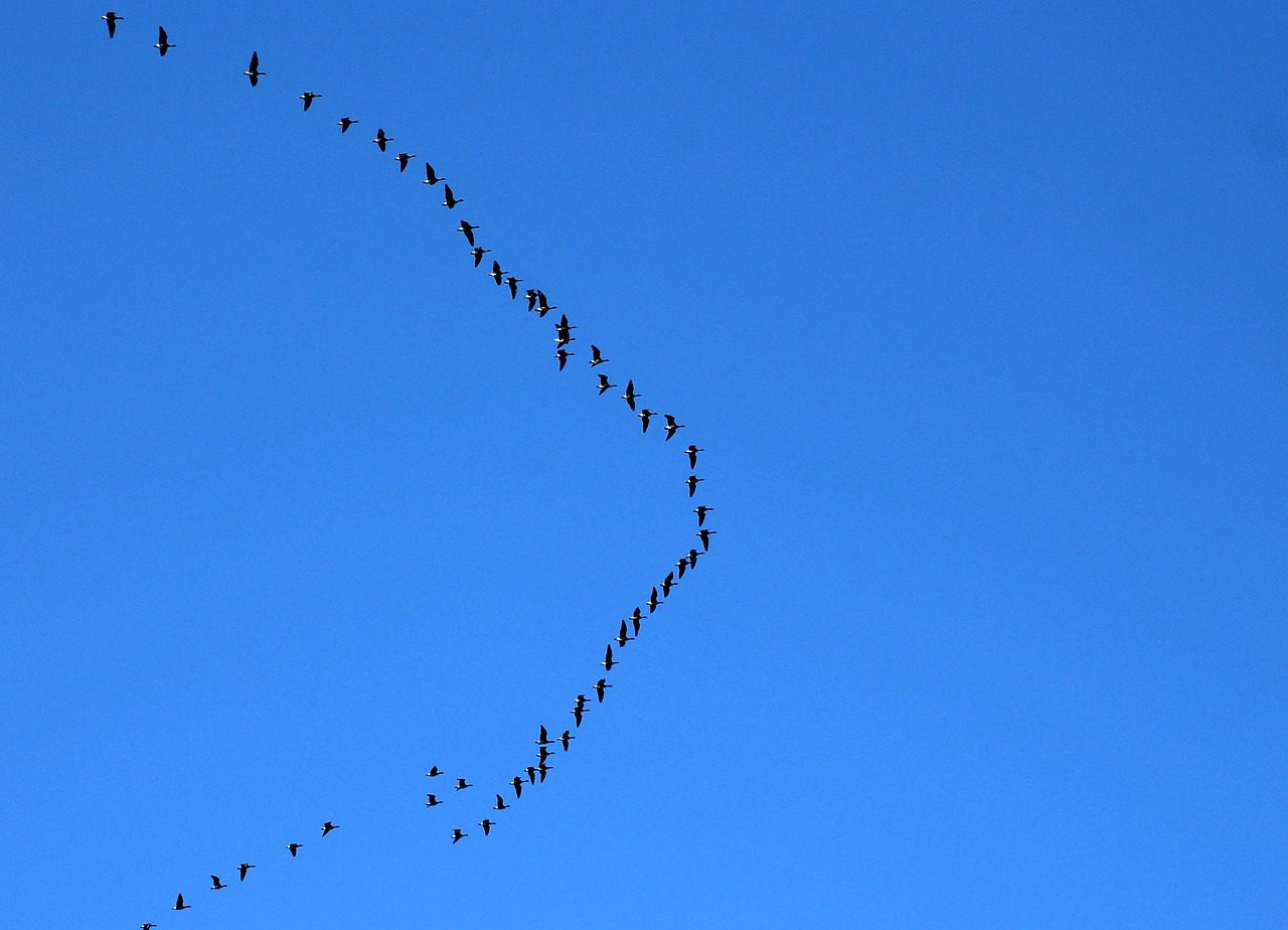 Експерти розповіли, як правильно обрати дату для посадки озимого часнику для щедрого врожаю