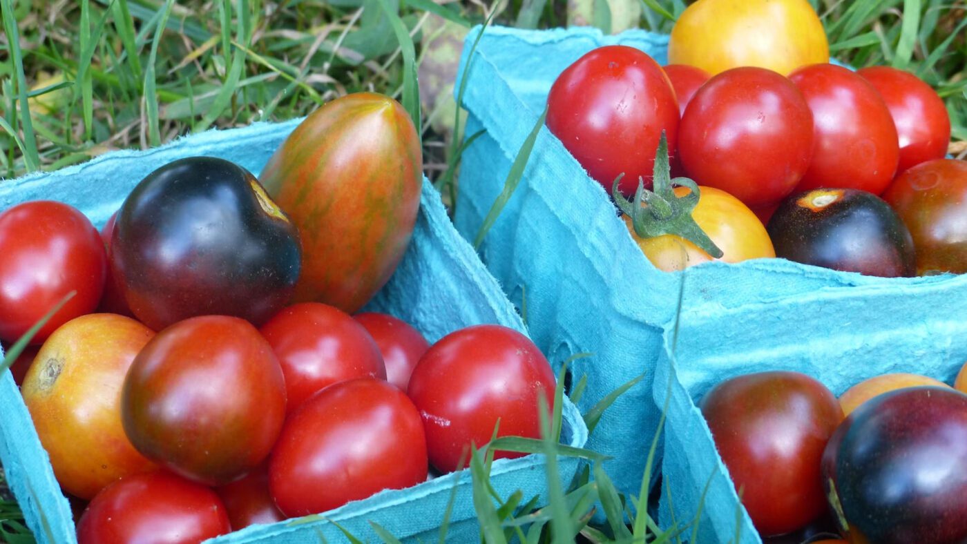 Сорти томатів, які дають дають урожай незалежно від погоди