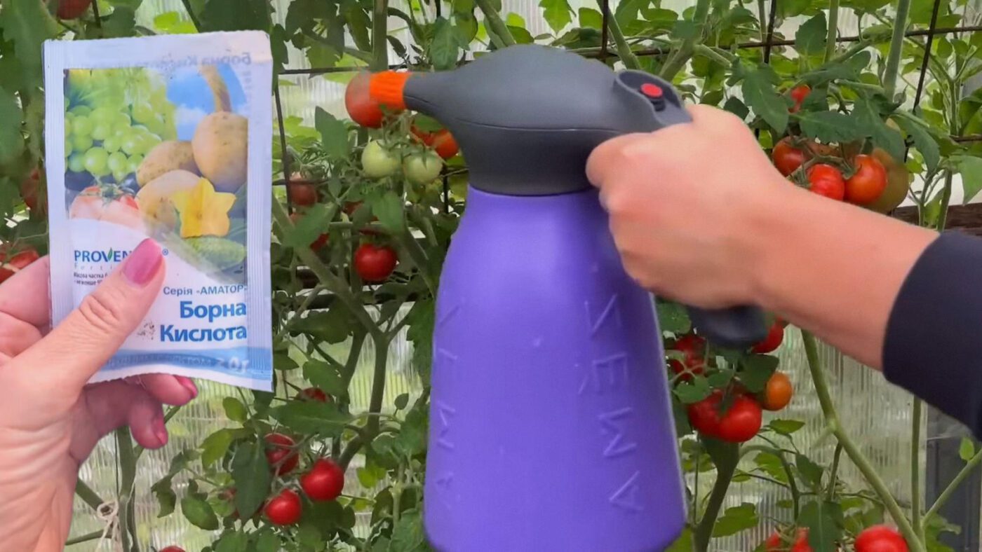 Фермери назвали найкращі підживлення для помідорів у вересні