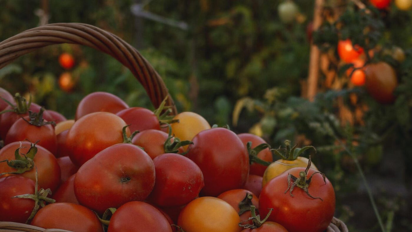Де найкраще зберігати помідори взимку