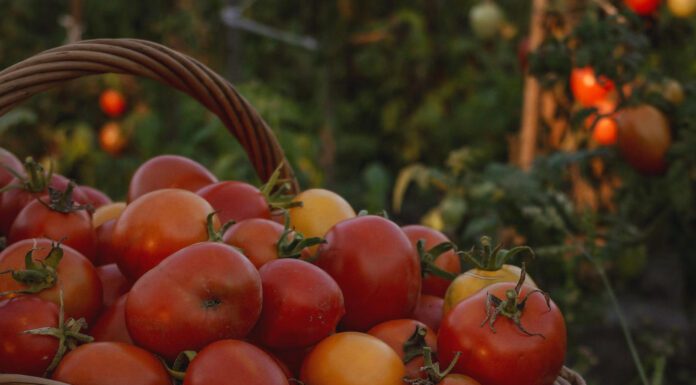 Городники назвали п'ять сортів томатів з високою врожайністю