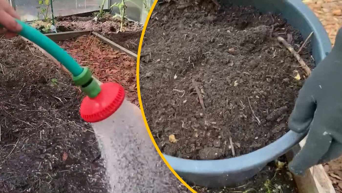 Фермери пояснили, як доглядати за грядкою після прибирання томатів