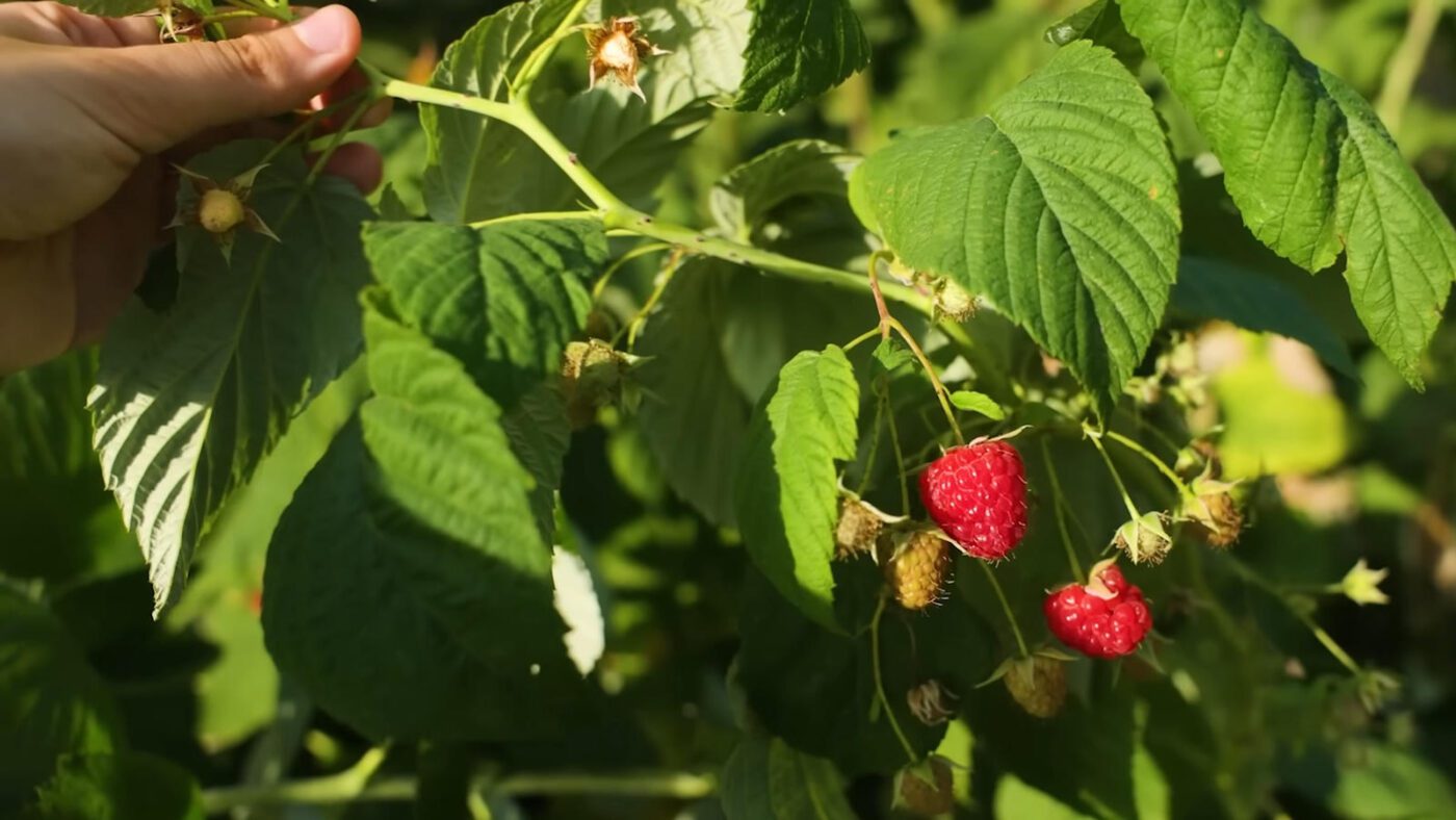 З якими рослинами не сумісна малина