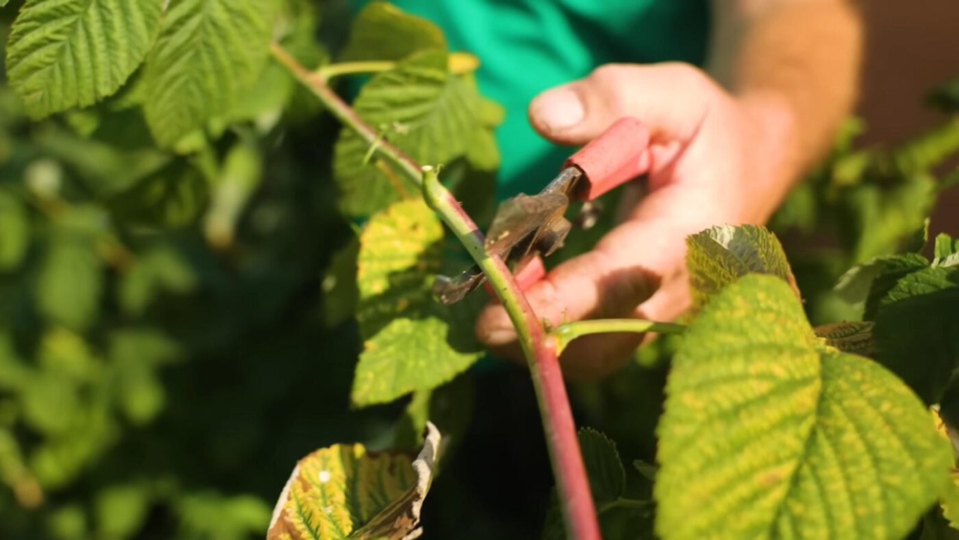 Садівники показали, як доглядати за звичайною та ремонтантною малиною восени