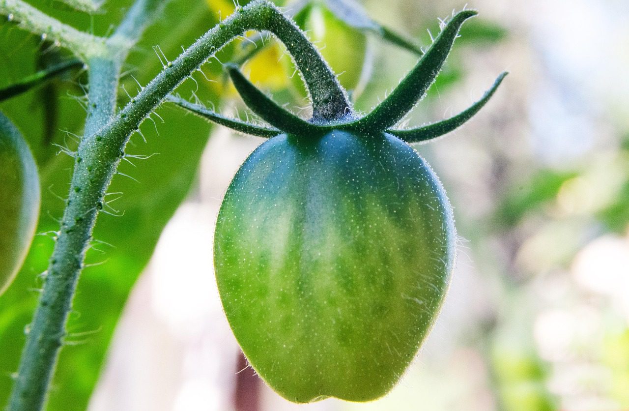 Експерти розповіли, як довго зберігати помідори без псування та появи гнилі – корисні поради
