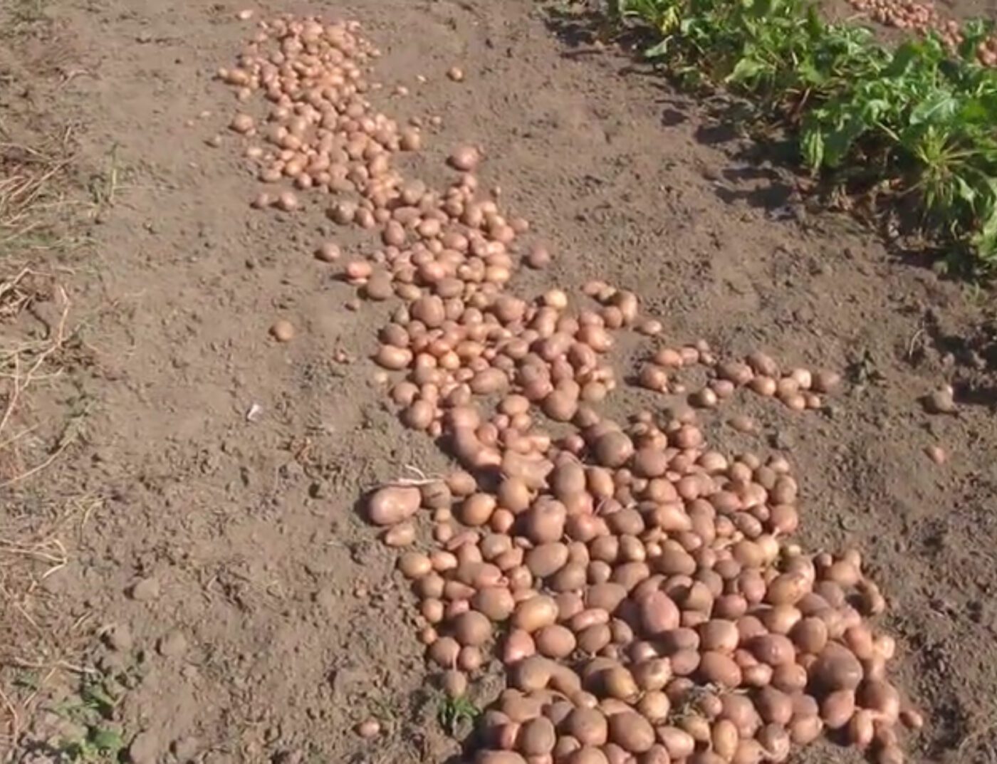 Які 3 сорти картоплі варто саджати Які 3 сорти картоплі варто саджати