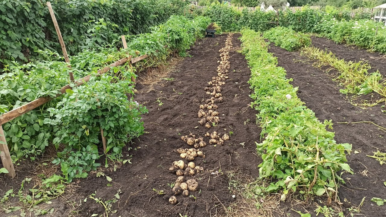 Які 3 сорти картоплі варто саджати