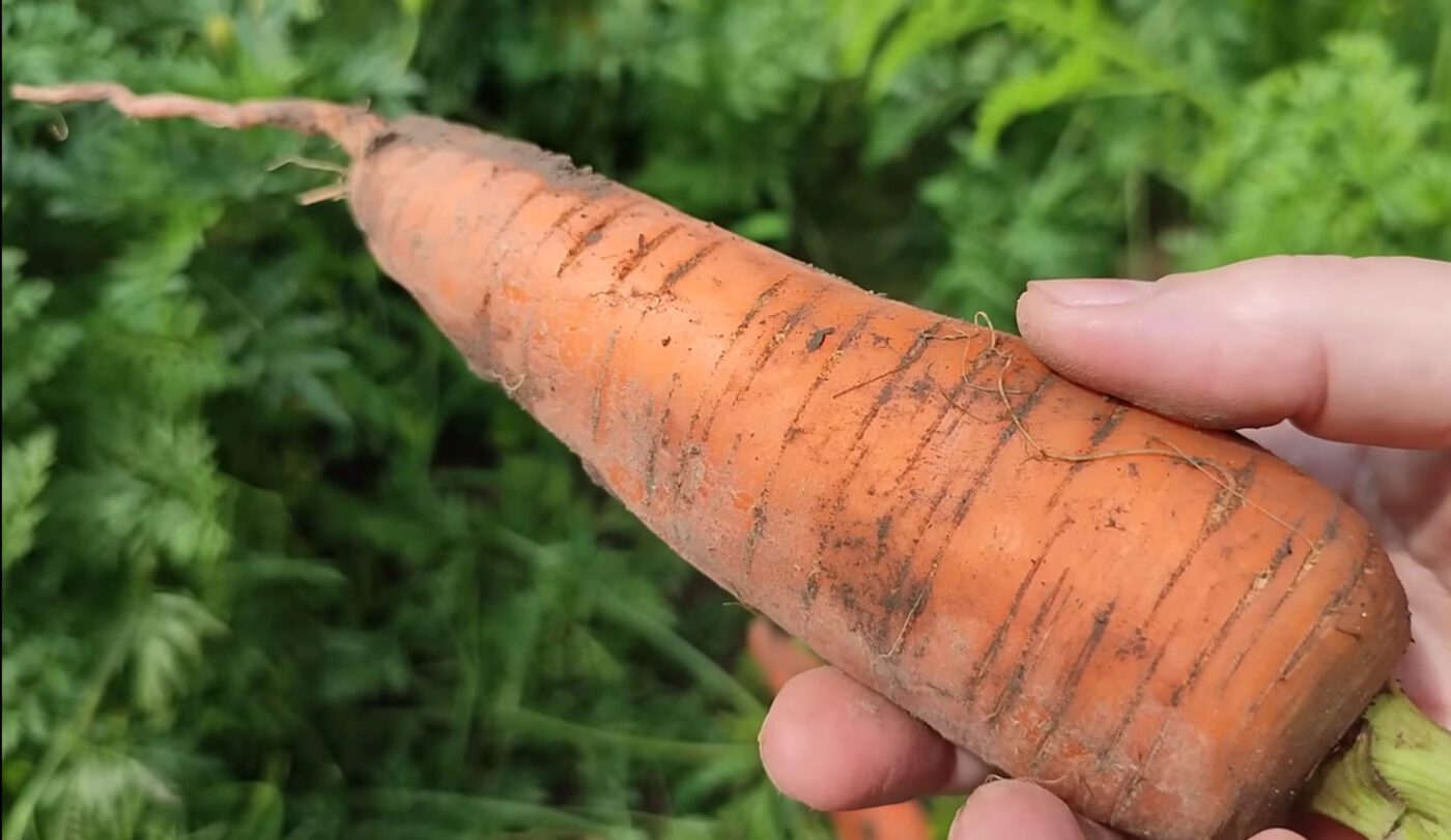 Як і чим підживити моркву цієї осені